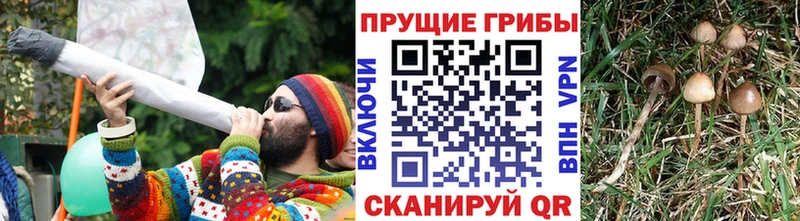 Купить  Белово  Псилоцибиновые грибы Psilocybe 